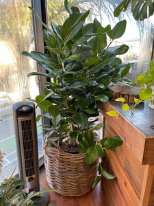 Ficus Audrey Column Large 14"