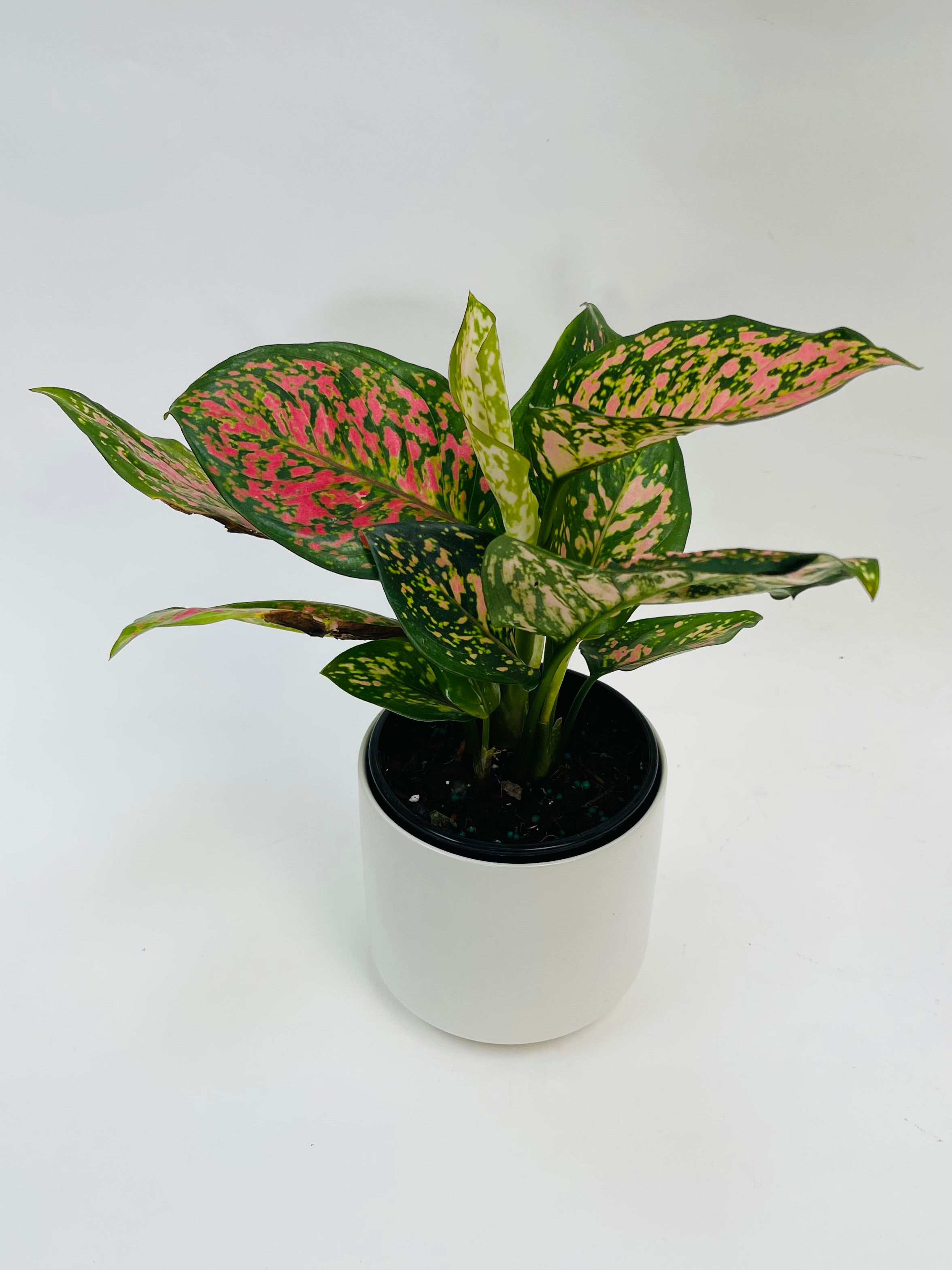 Aglaonema Dazzling Gem 5”