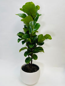 Ficus Lyrata Little Fiddle 8”