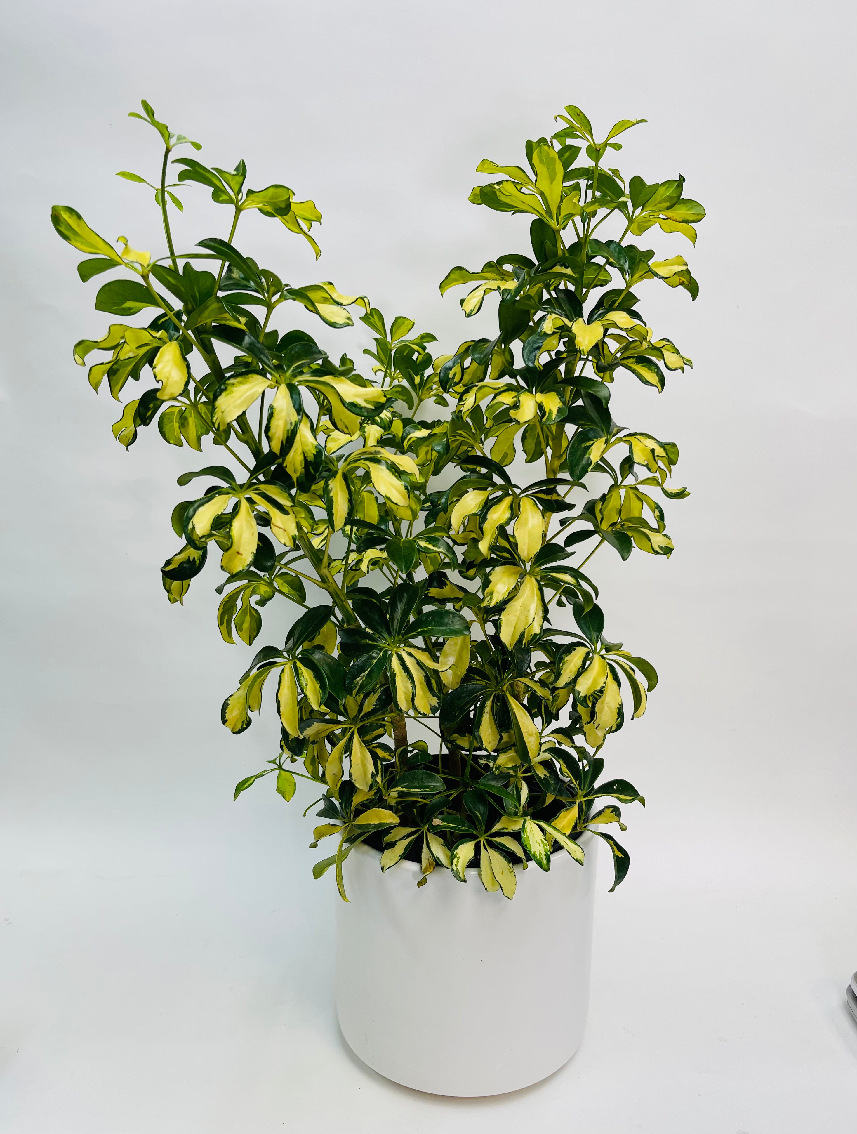 Schefflera Trinette Bush Var. 10"