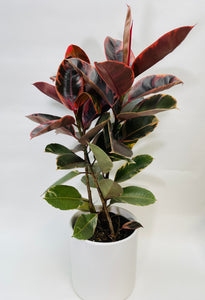Ficus Decora Ruby 10"