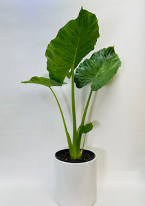 Alocasia Calidora 10"