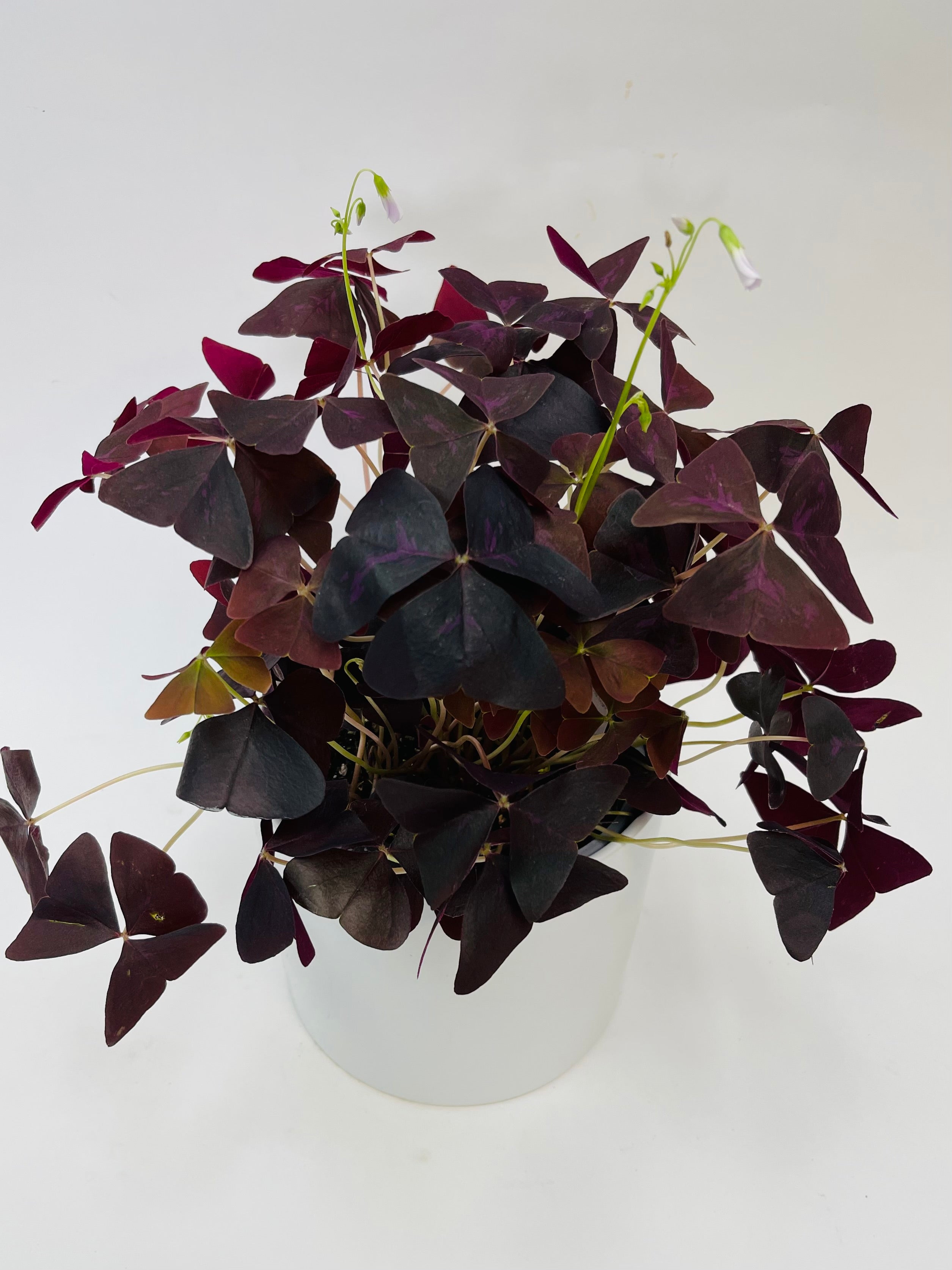 Oxalis Triangularis Purple 6