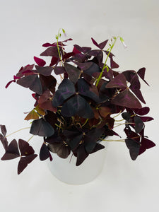 Oxalis Triangularis Purple 6"