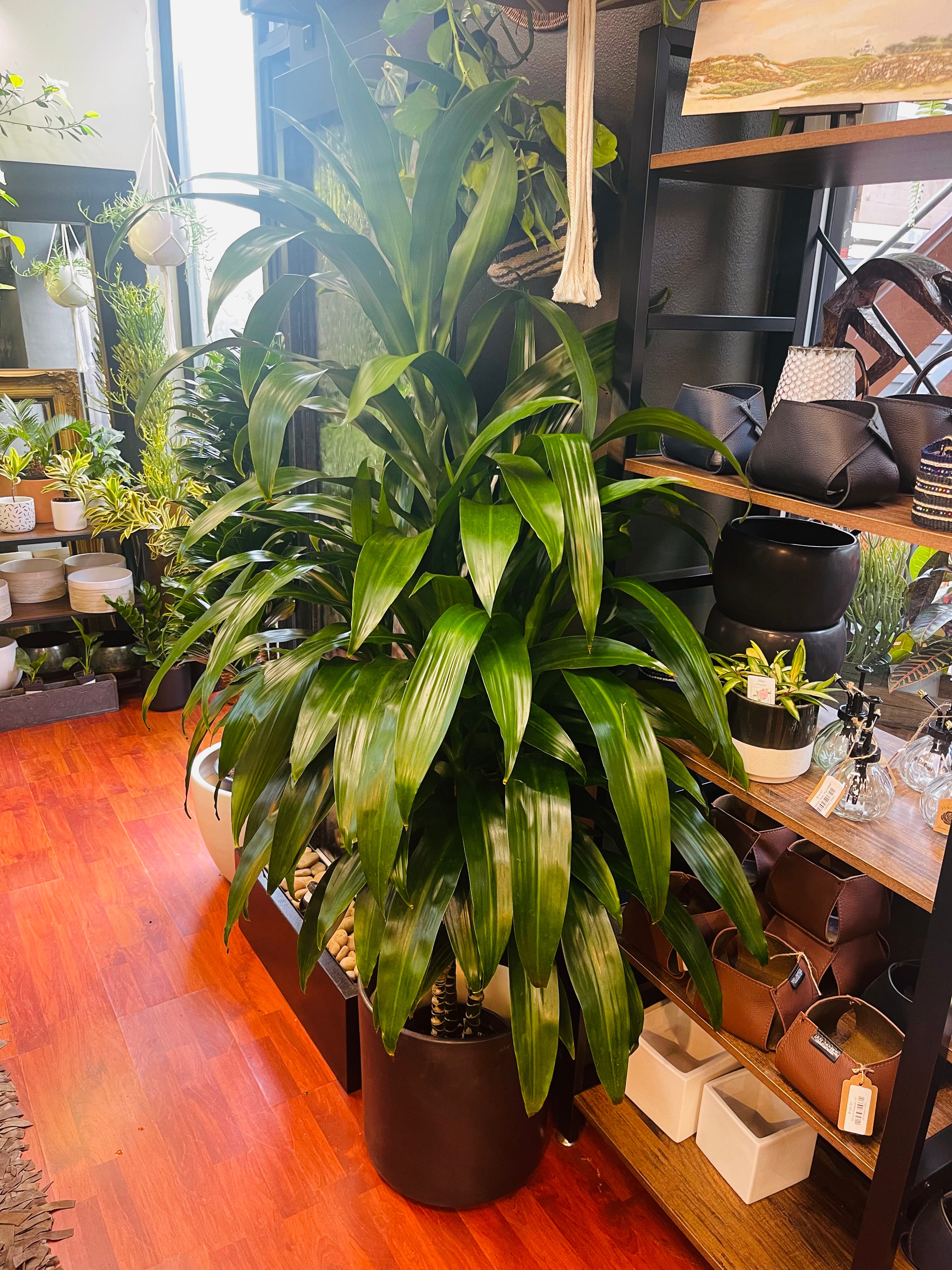 Dracaena Lisa 9” 4-5