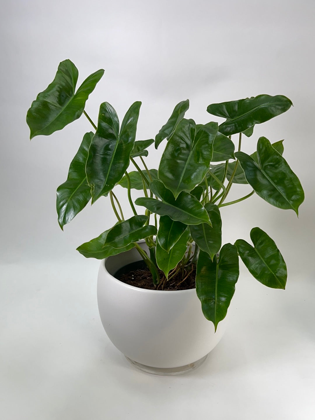 Philodendron Burle Marx 8”