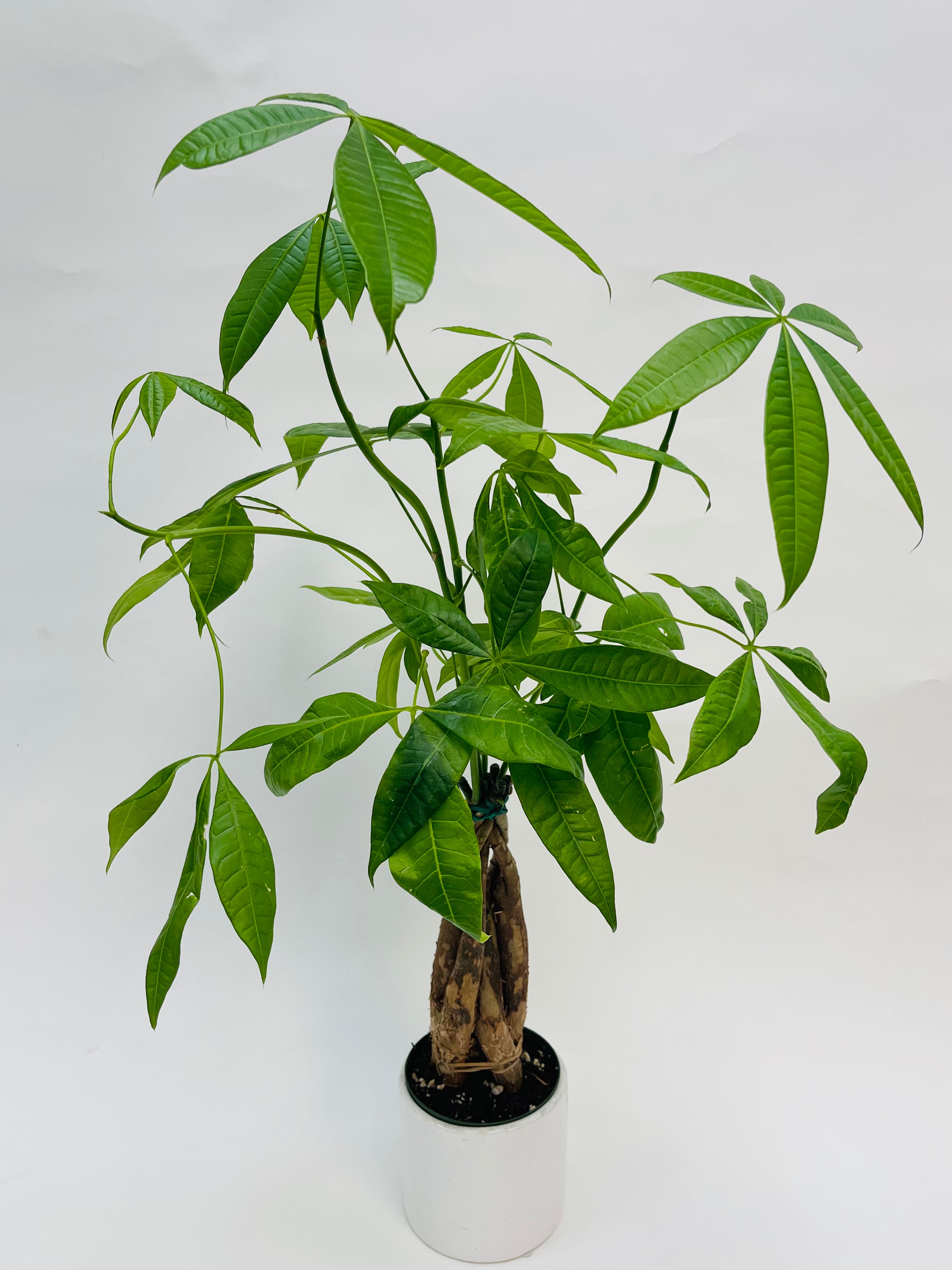 money tree 4 Money Tree