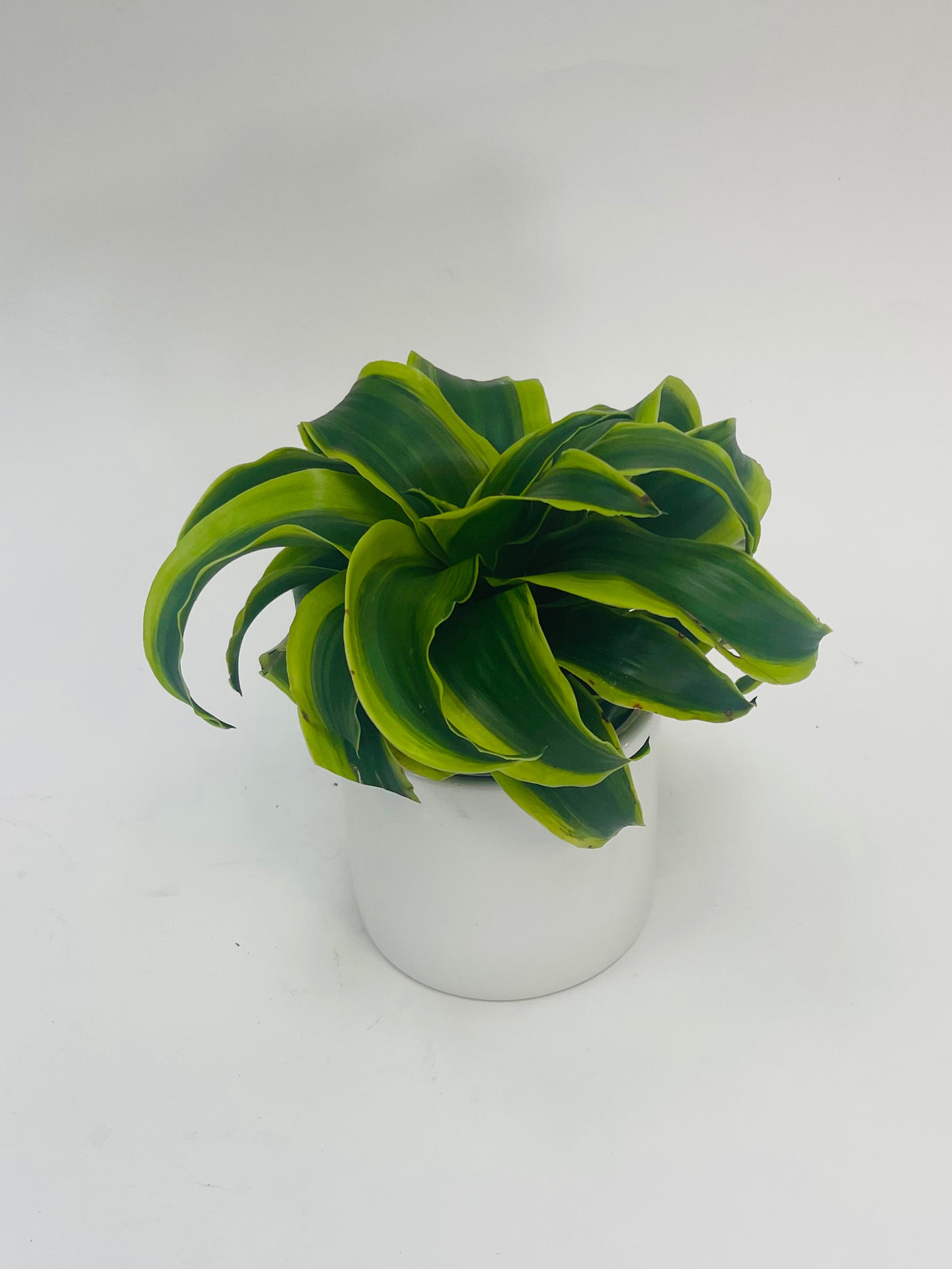 tornado dracaena Dracaena Tornado 4"