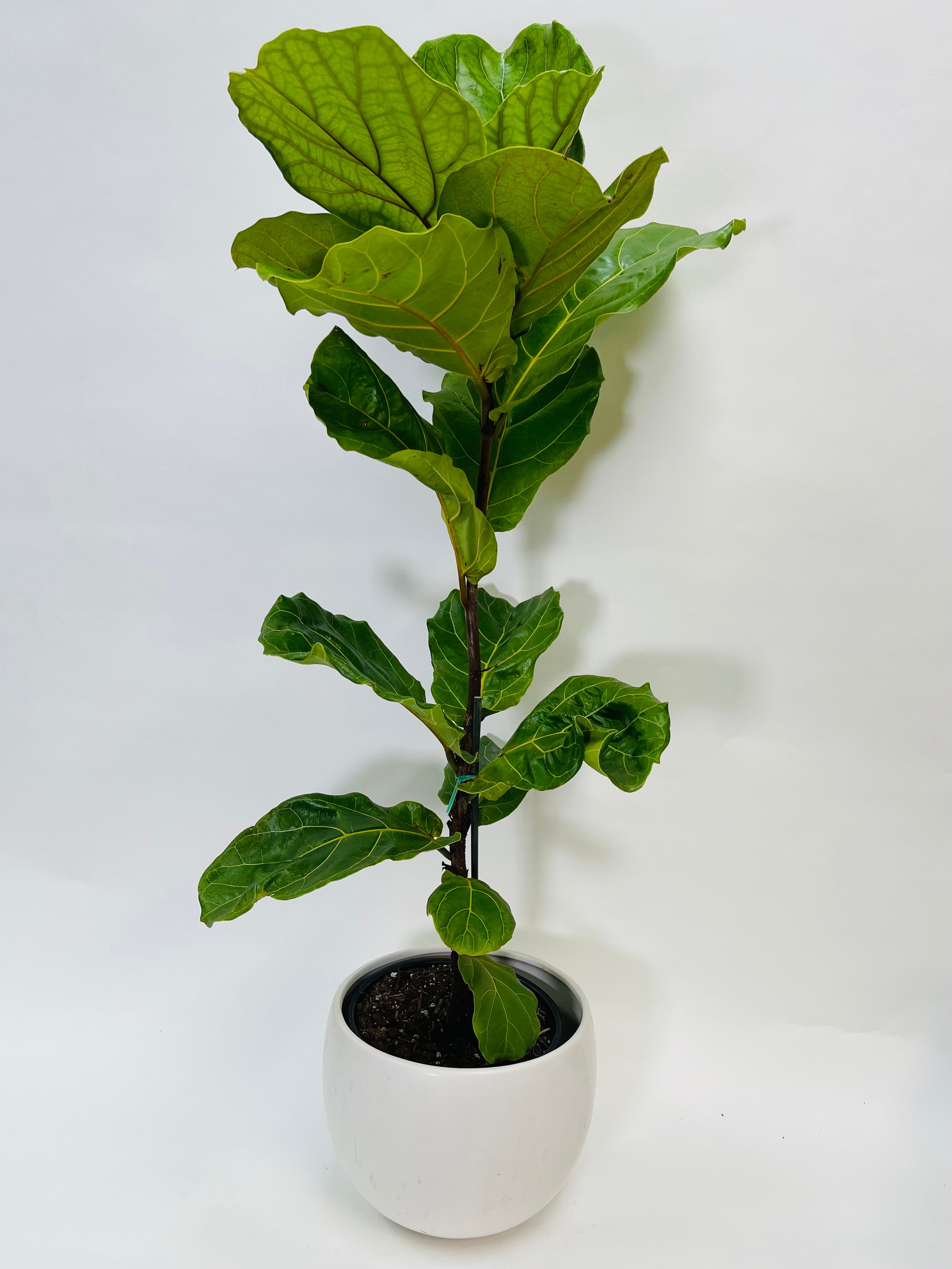 Ficus Lyrata 8"