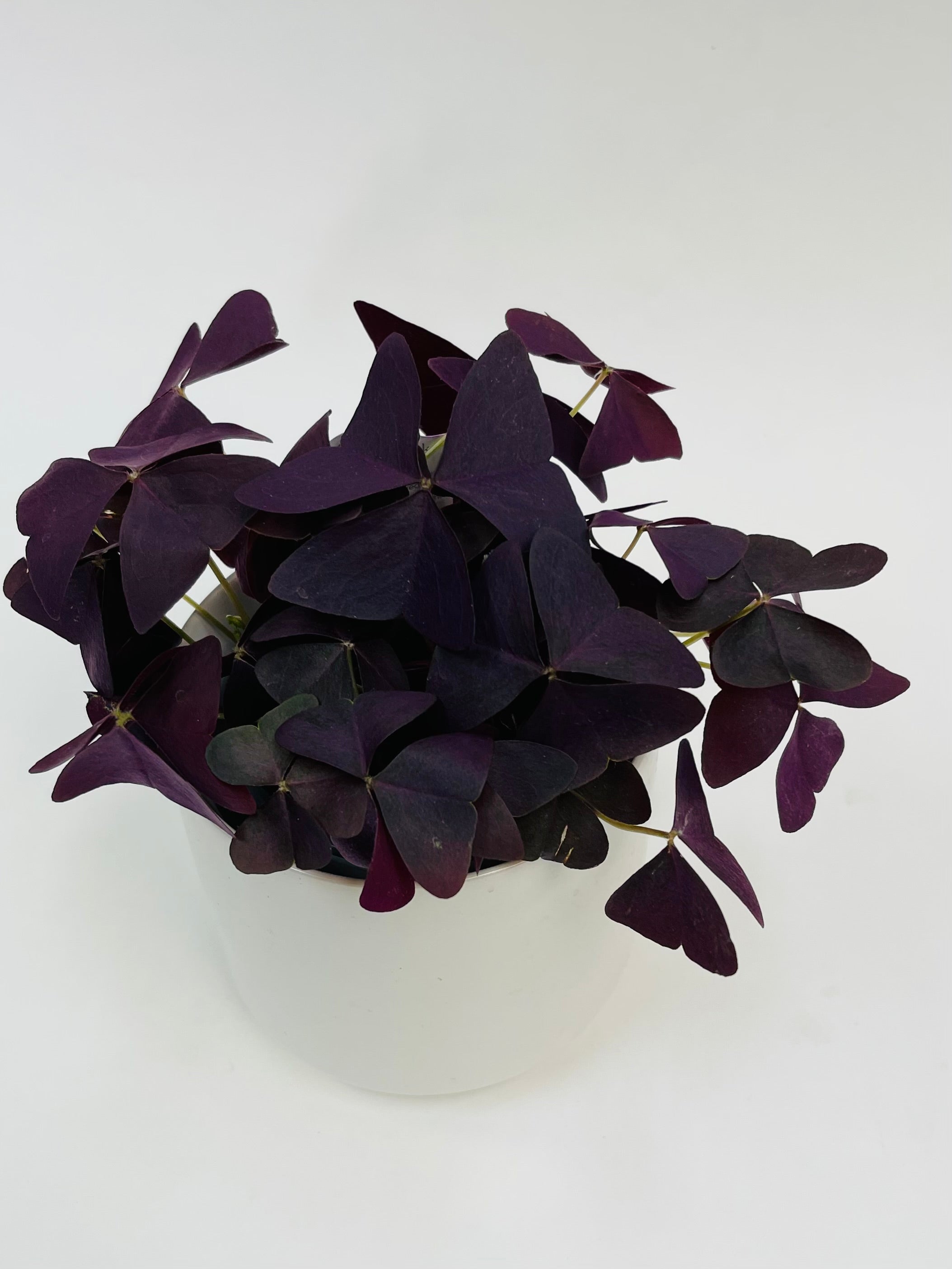 Oxalis Triangularis Purple 4"