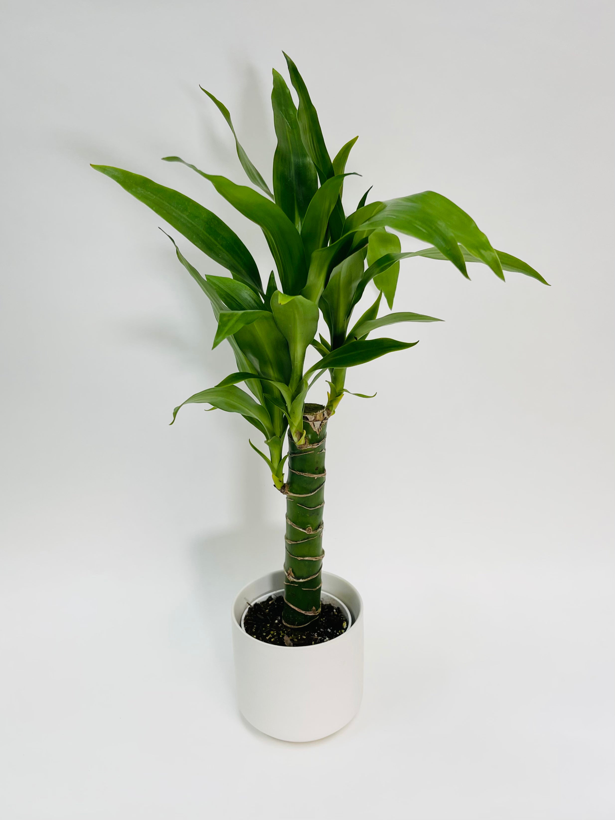 Dracaena Black Beauty 4”