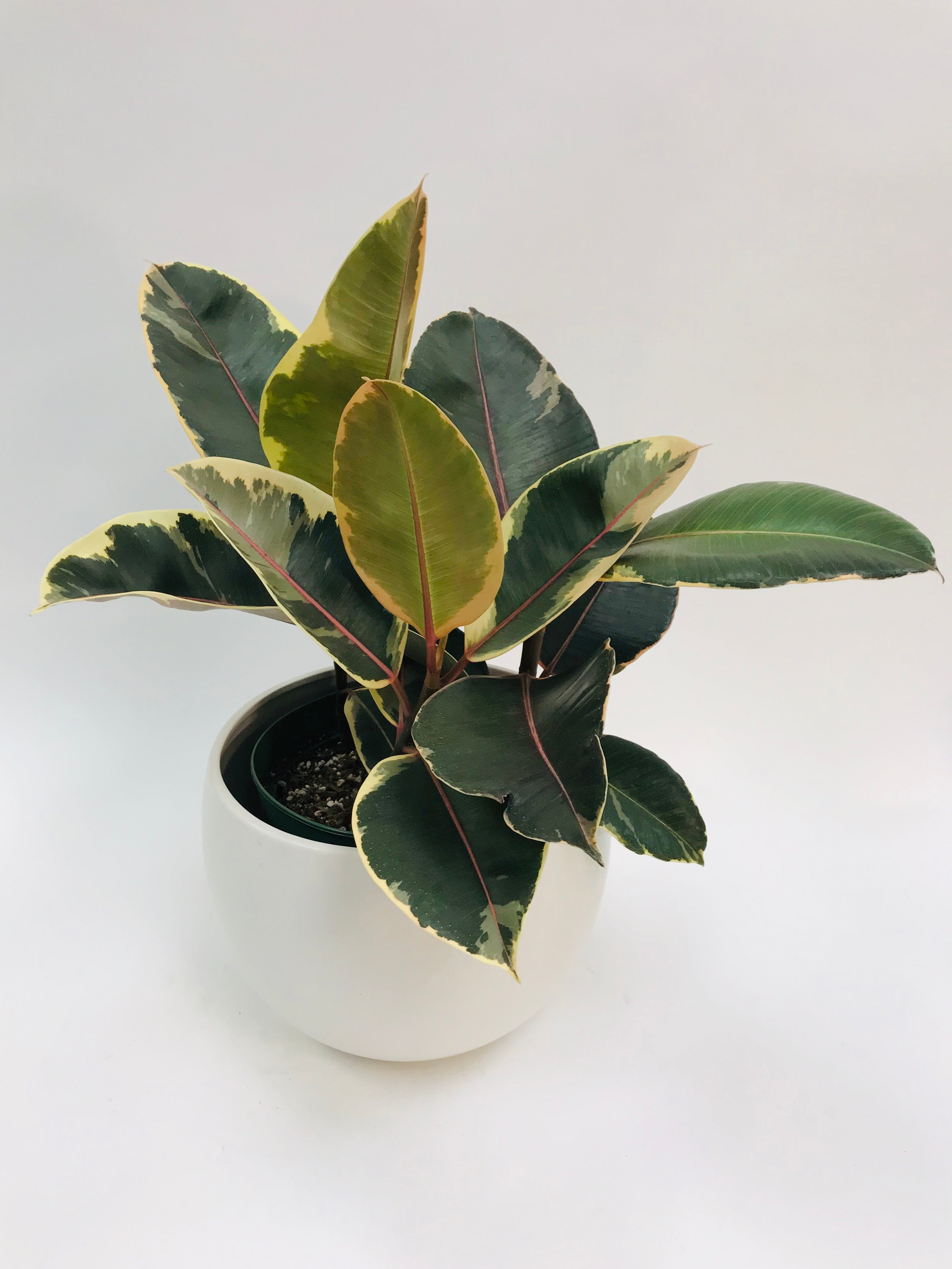 rubber tree decora Ficus Decora Tineke 6" – SF Plants