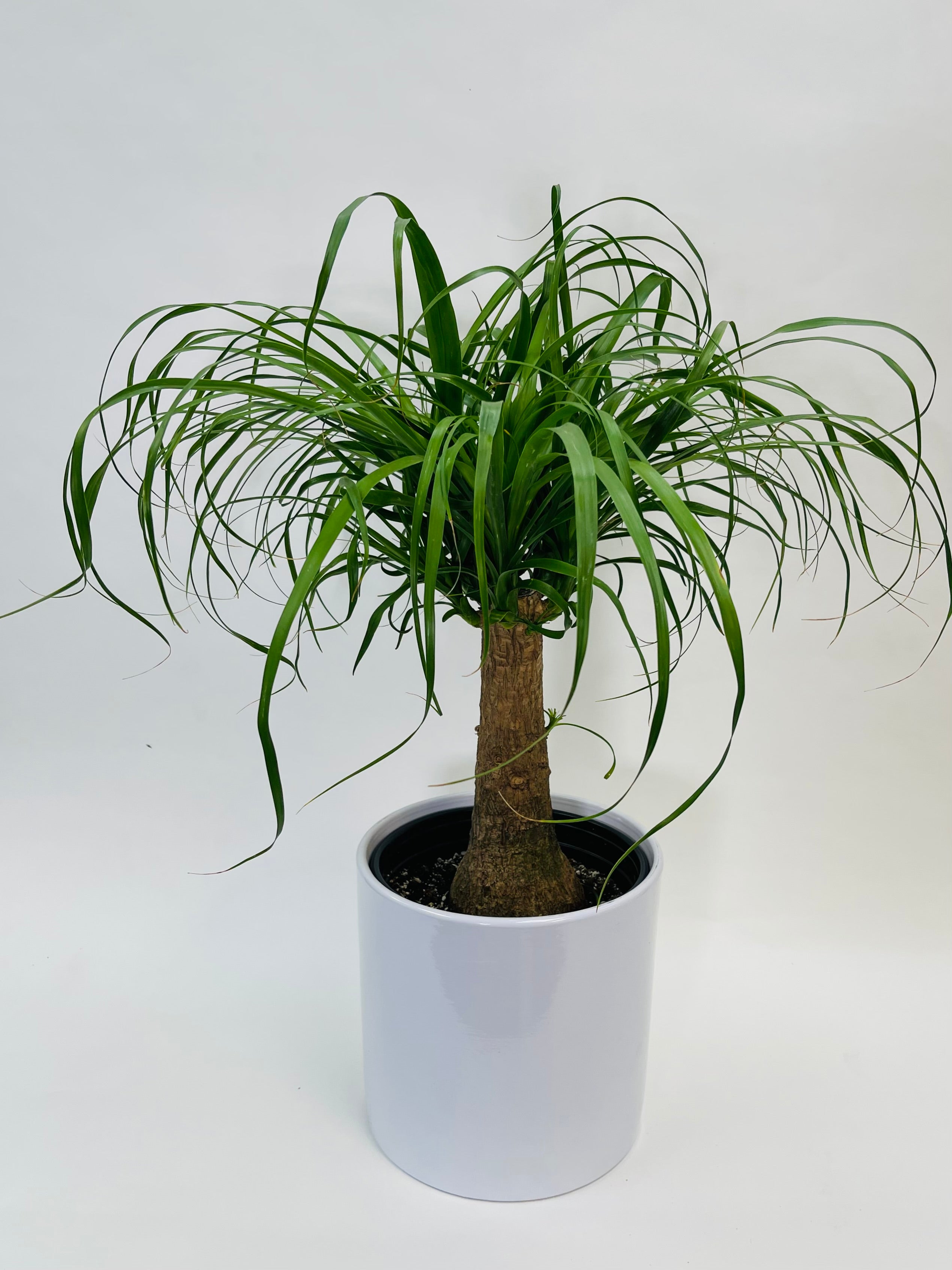 Ponytail Palm Stump 10”