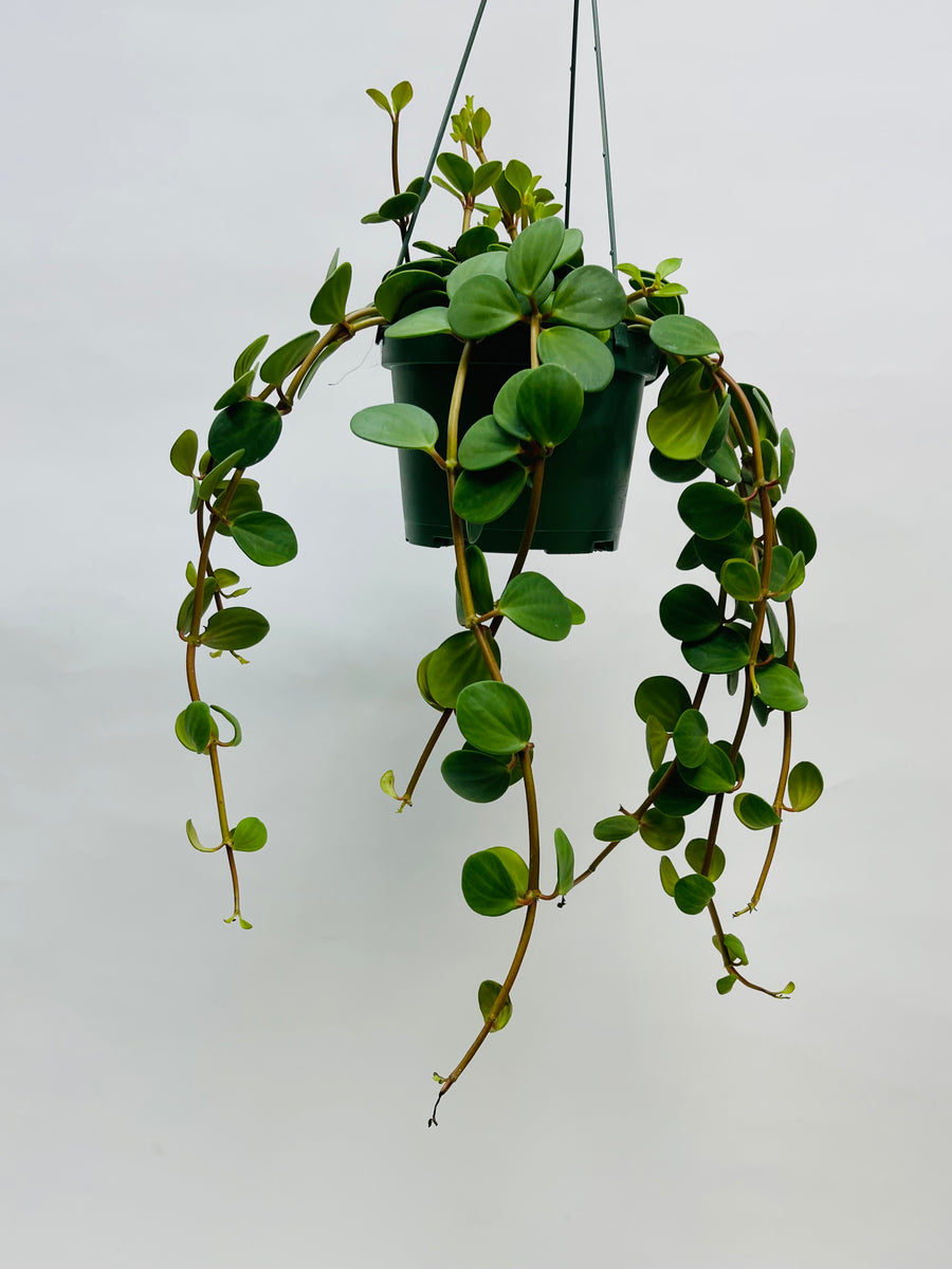 Peperomia Hope 6