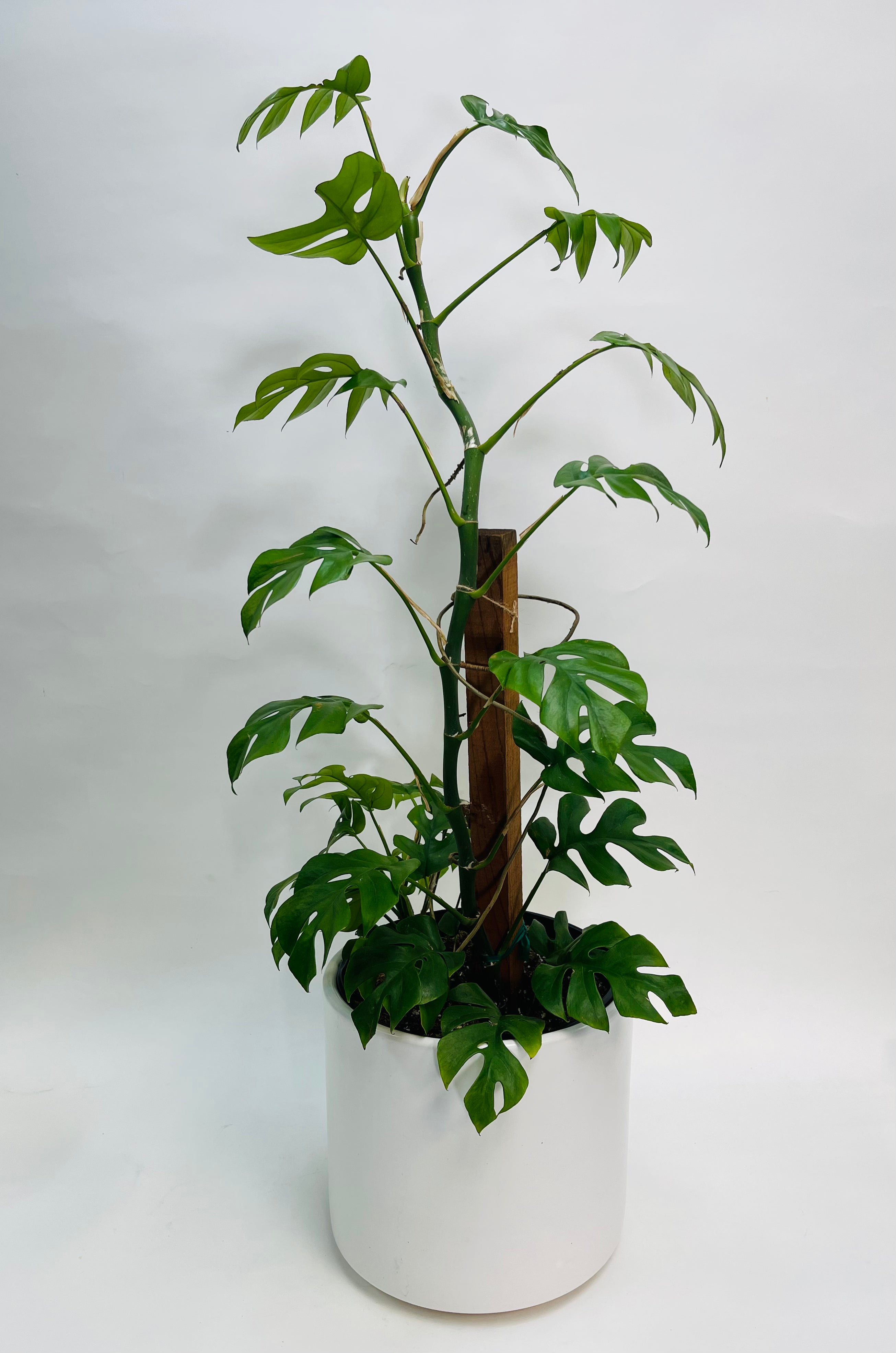 Raphidaphora Tetrasperma Pole 10"