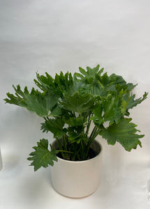 Philodendron Lickety Split 10”