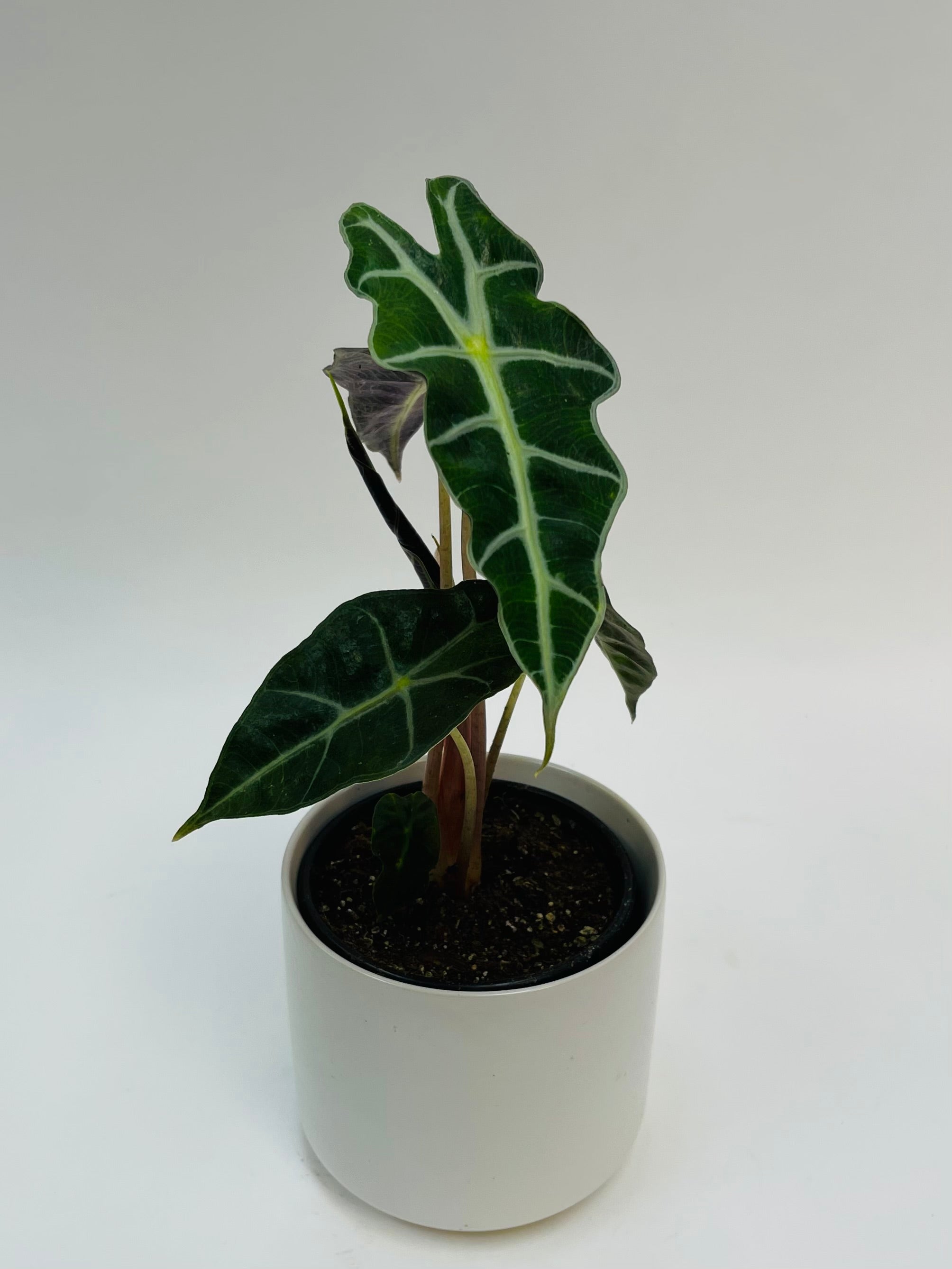 Alocasia African Mask 4"