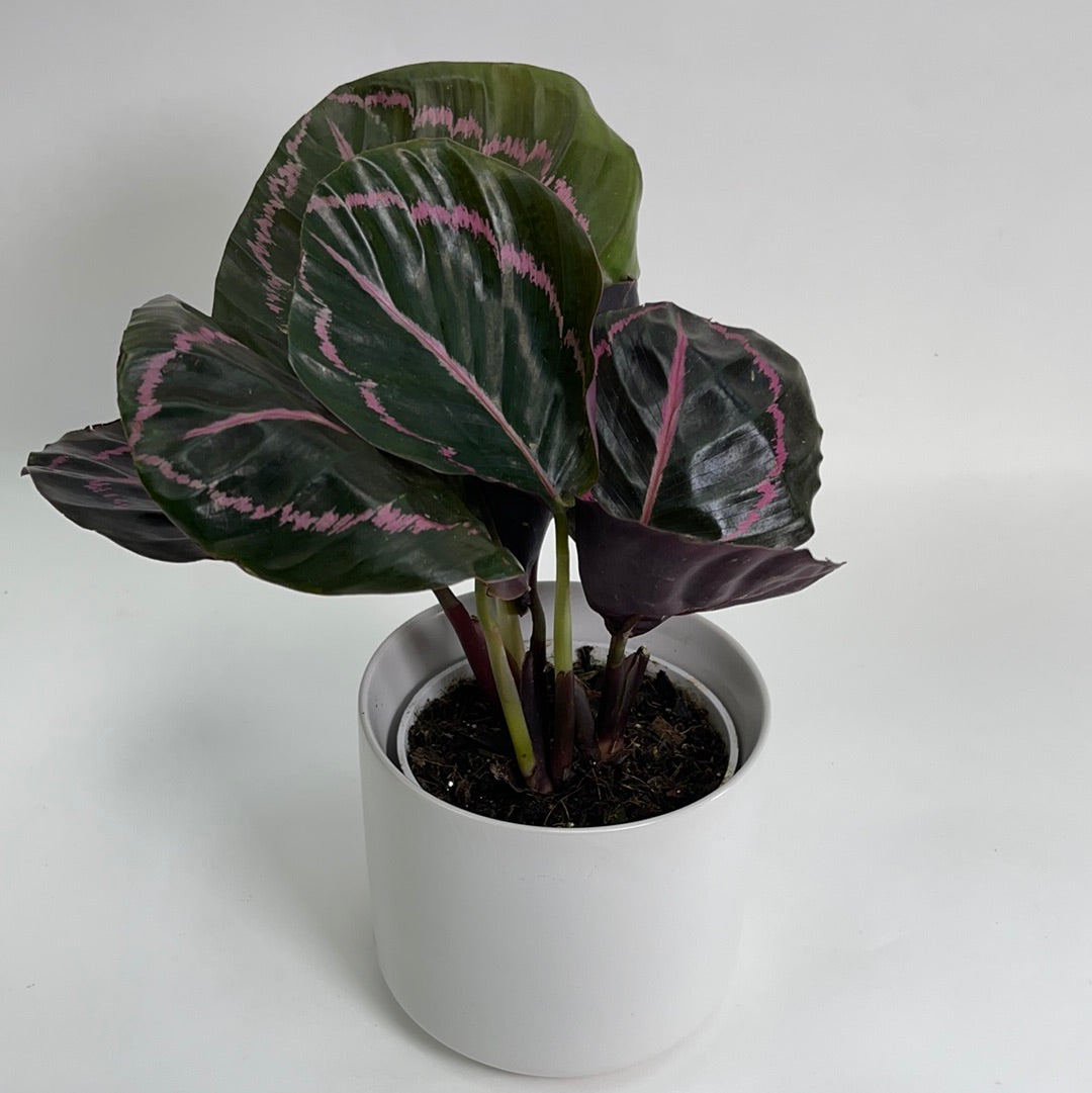 Calathea Dottie 4"