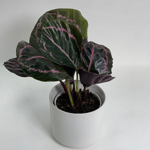 Calathea Dottie 4"