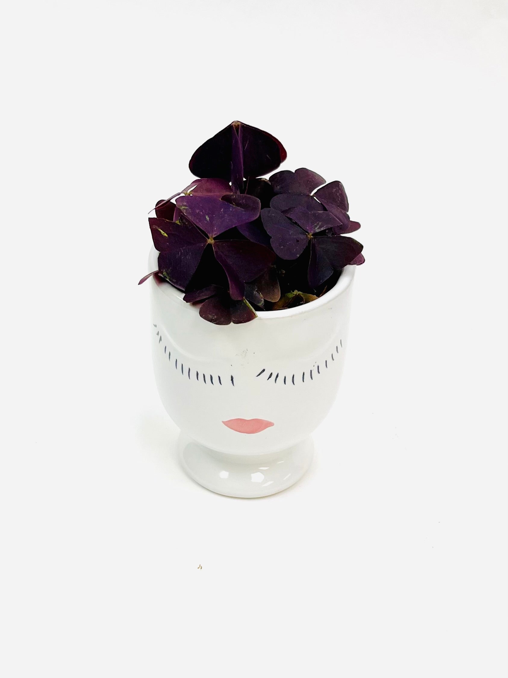 Oxalis Triangularis Purple 2"