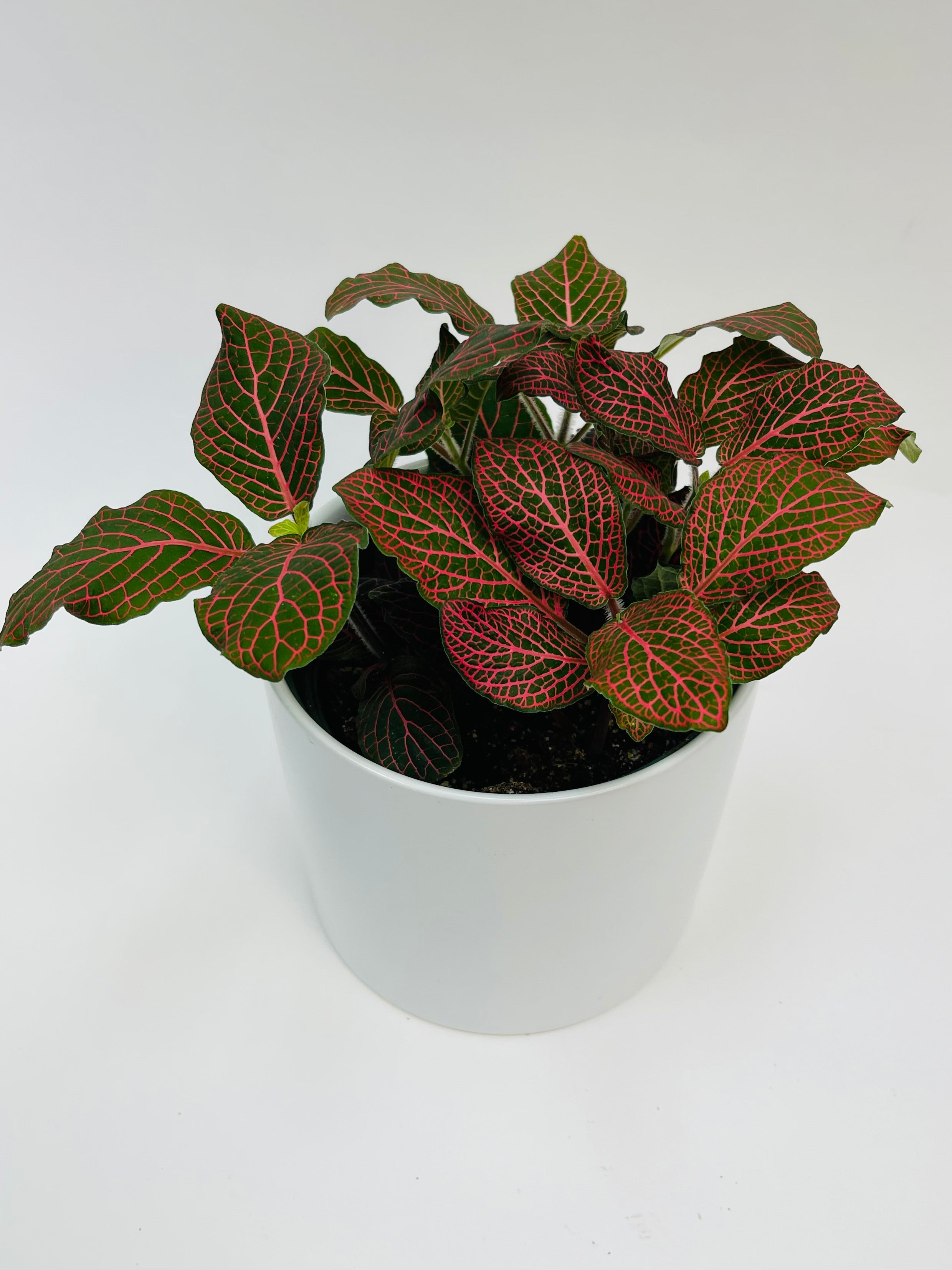 Fittonia Red 6"