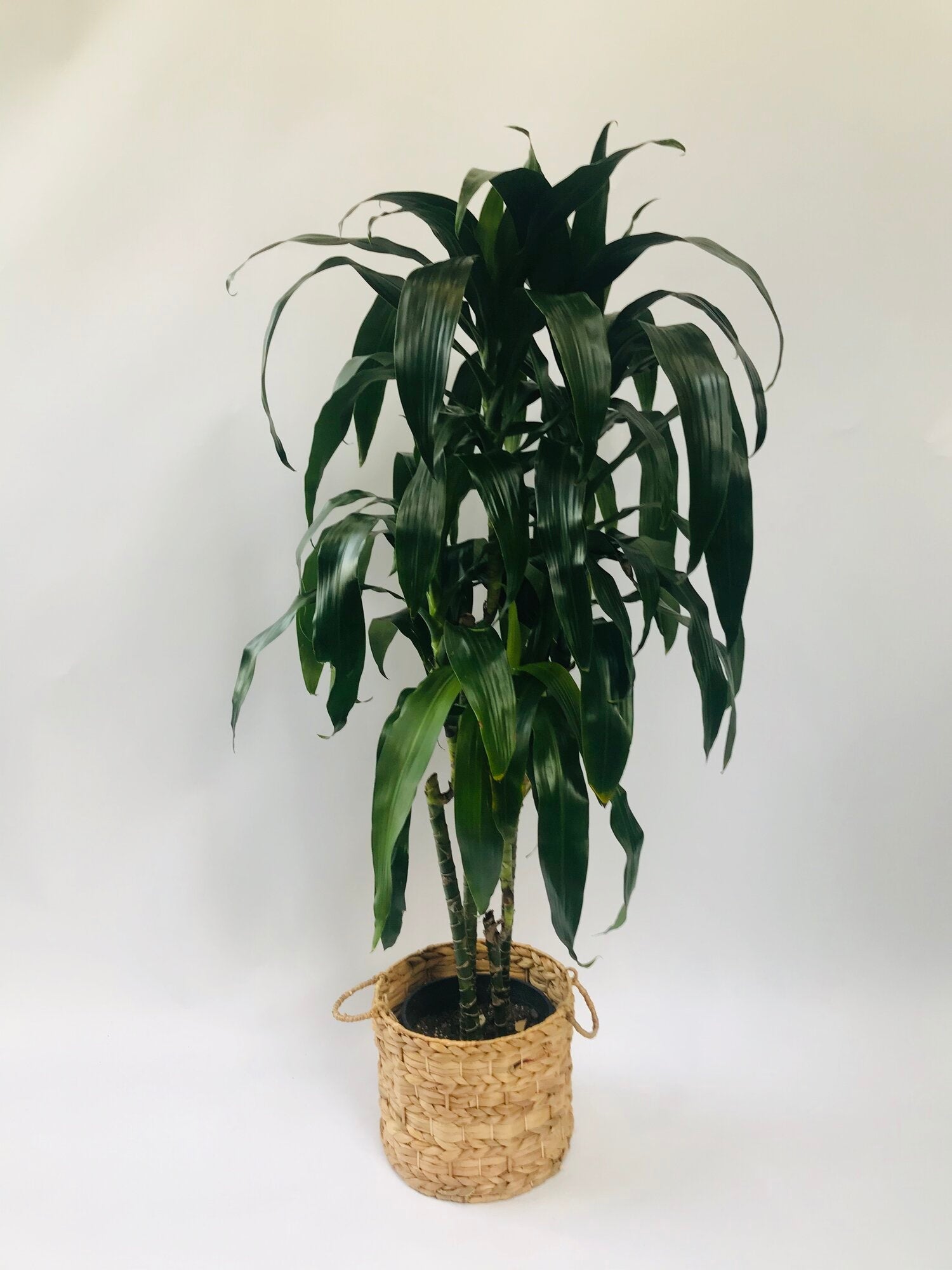 dracaena lisa indoor plant Dracaena Lisa 10", 4p, 5.5'+