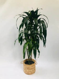 dracaena near me Dracaena Lisa 10", 4p, 5.5'+