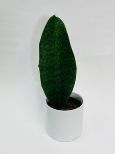 Sansevieria Whalefin 6”