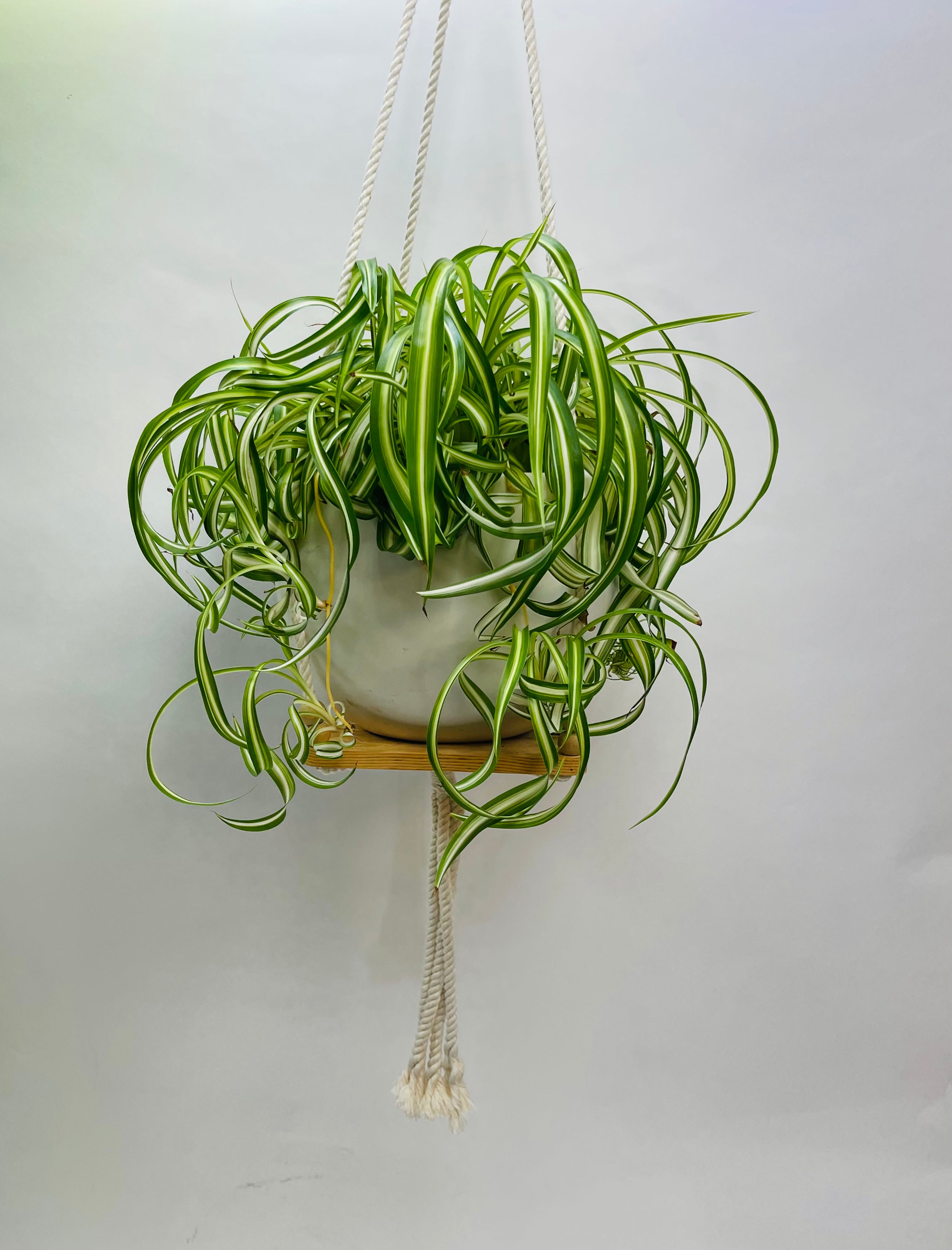 Spider Plant Curly 8"