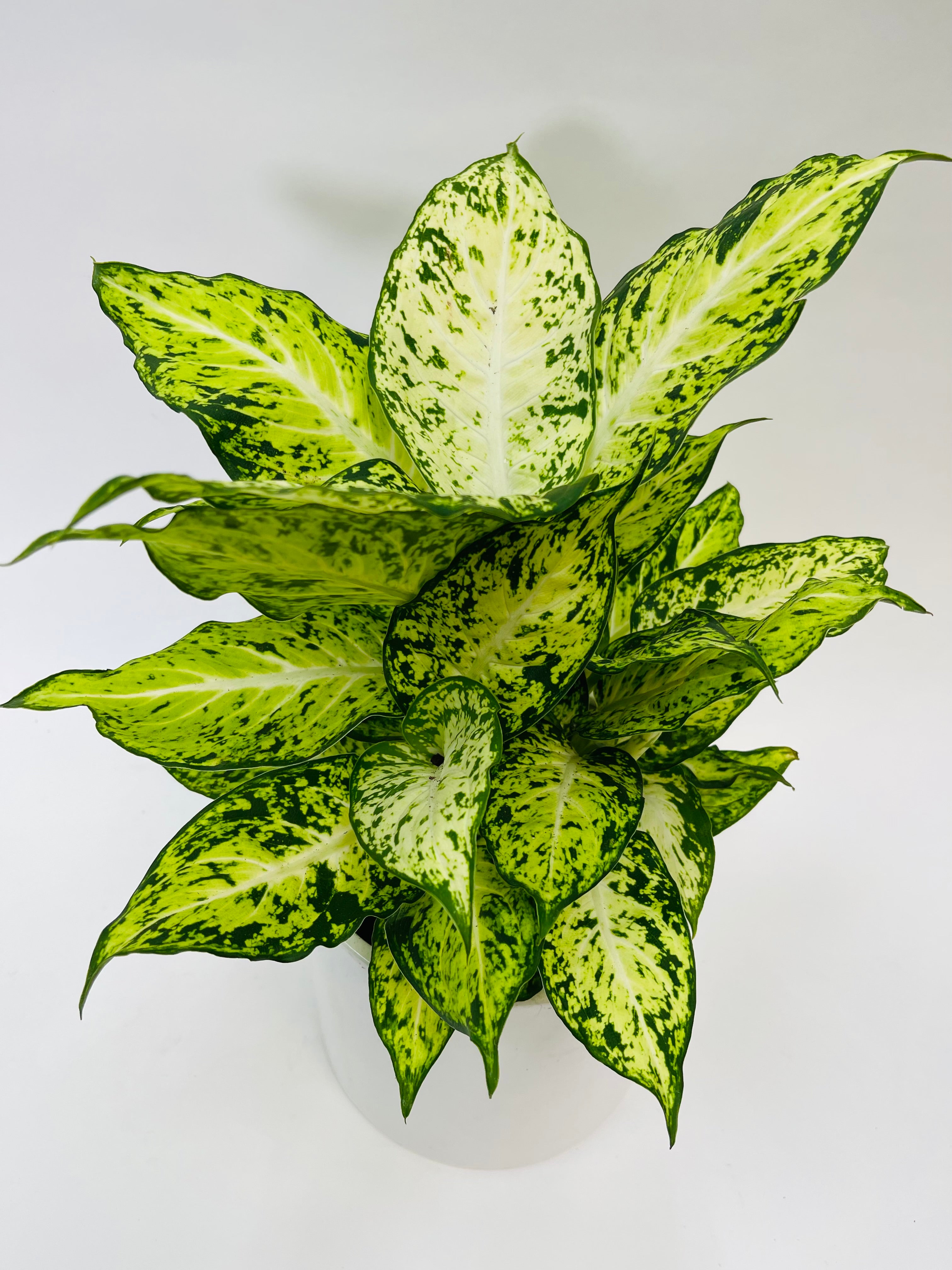 dieffenbachia amy Dieffenbachia Amy 6” – SF Plants
