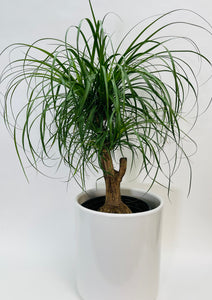 Ponytail Palm 12”