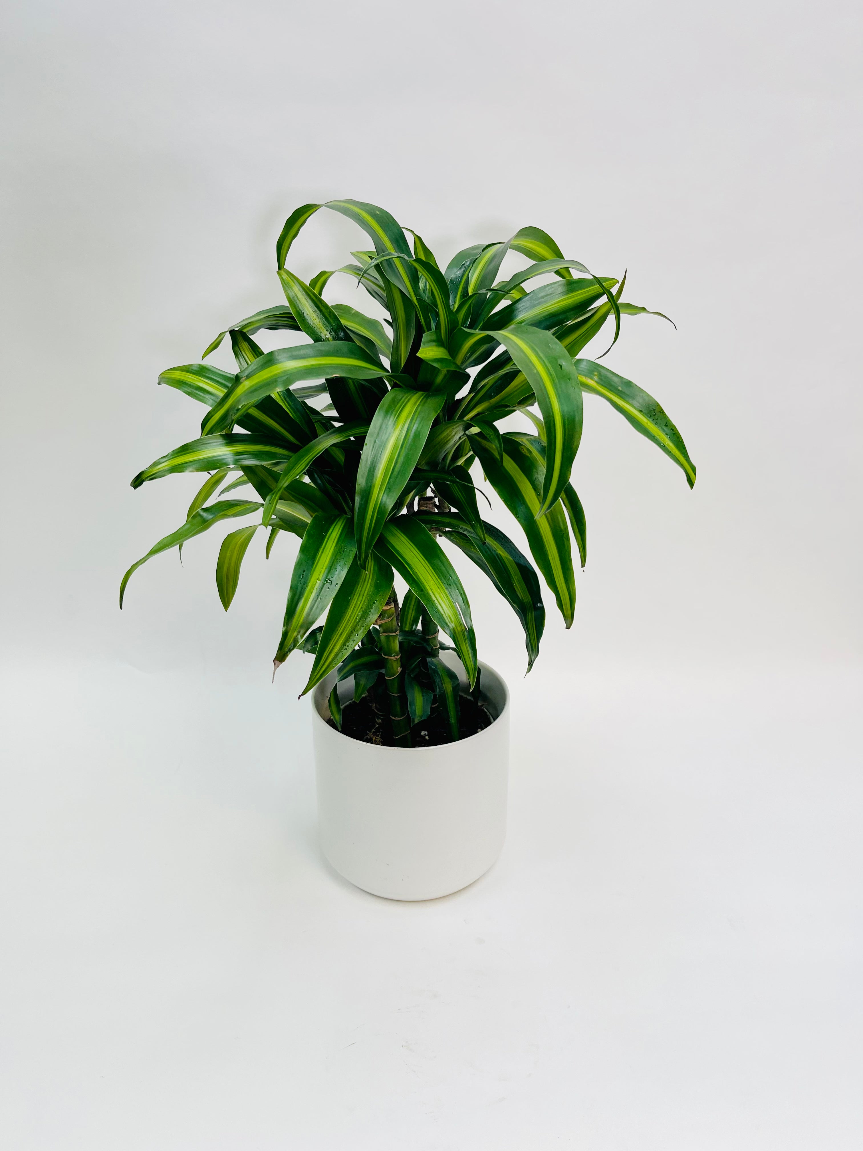Dracaena Hawaiian Sunshine Cane 6"