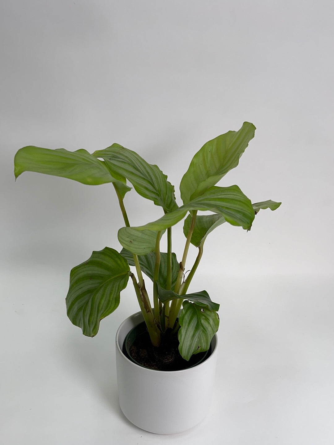 calathea orbifolia indoor plant Calathea Orbifolia 4" – SF Plants
