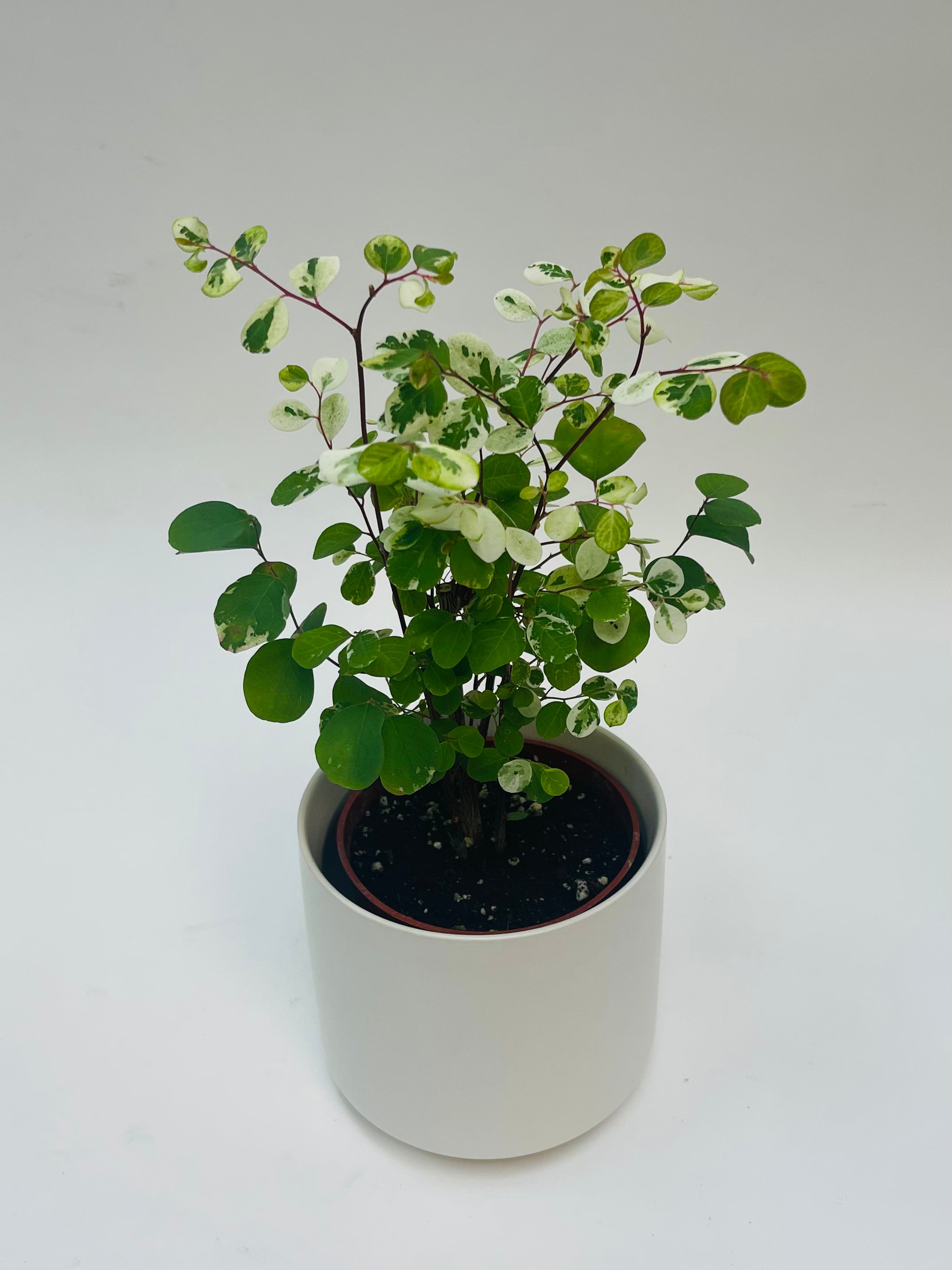 snow bush house plant Breynia Snow Bush 4” – SF Plants