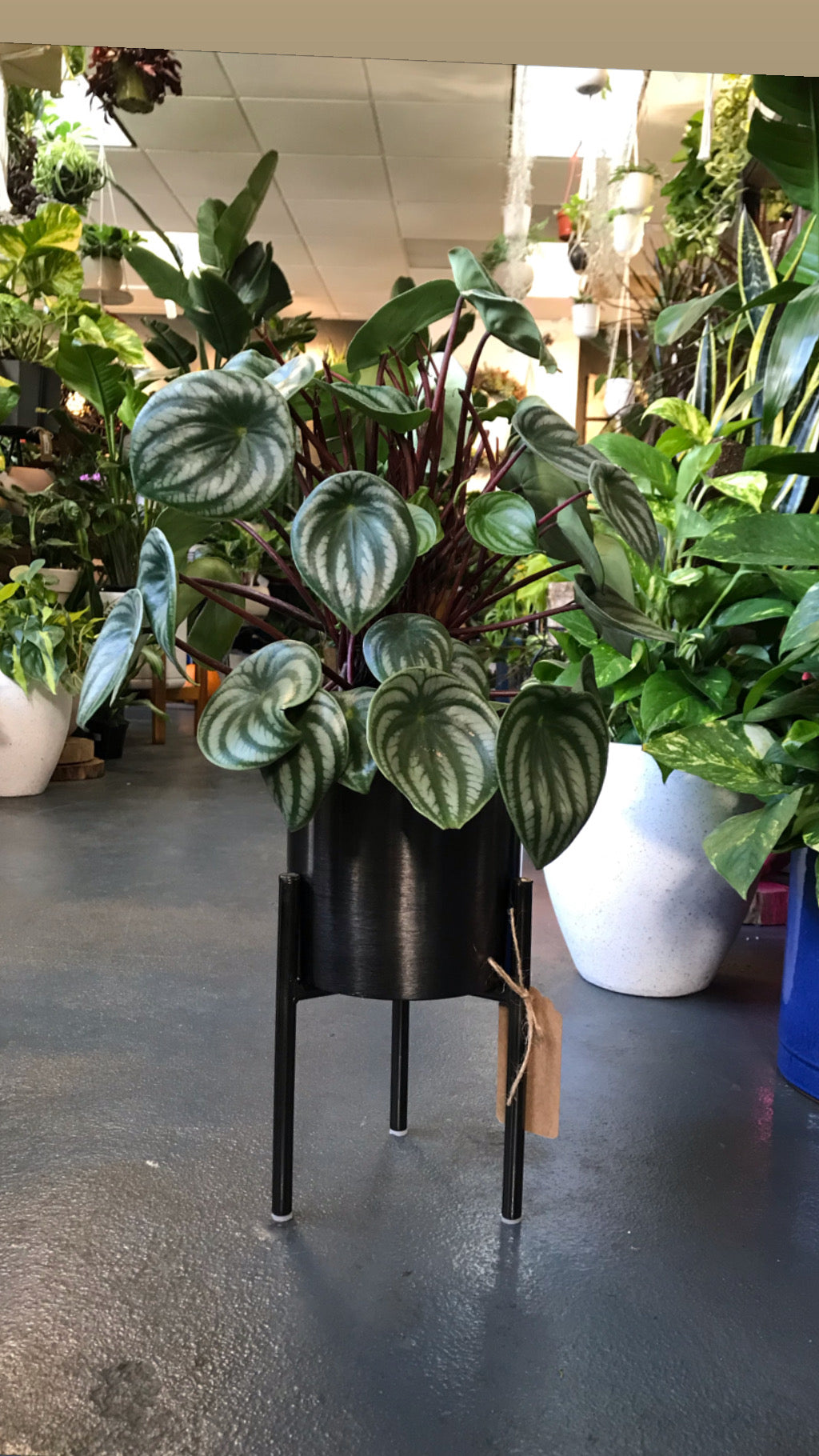 is watermelon peperomia an indoor plant Peperomia Watermelon 6”