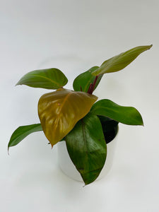 Philodendron McColly 4"