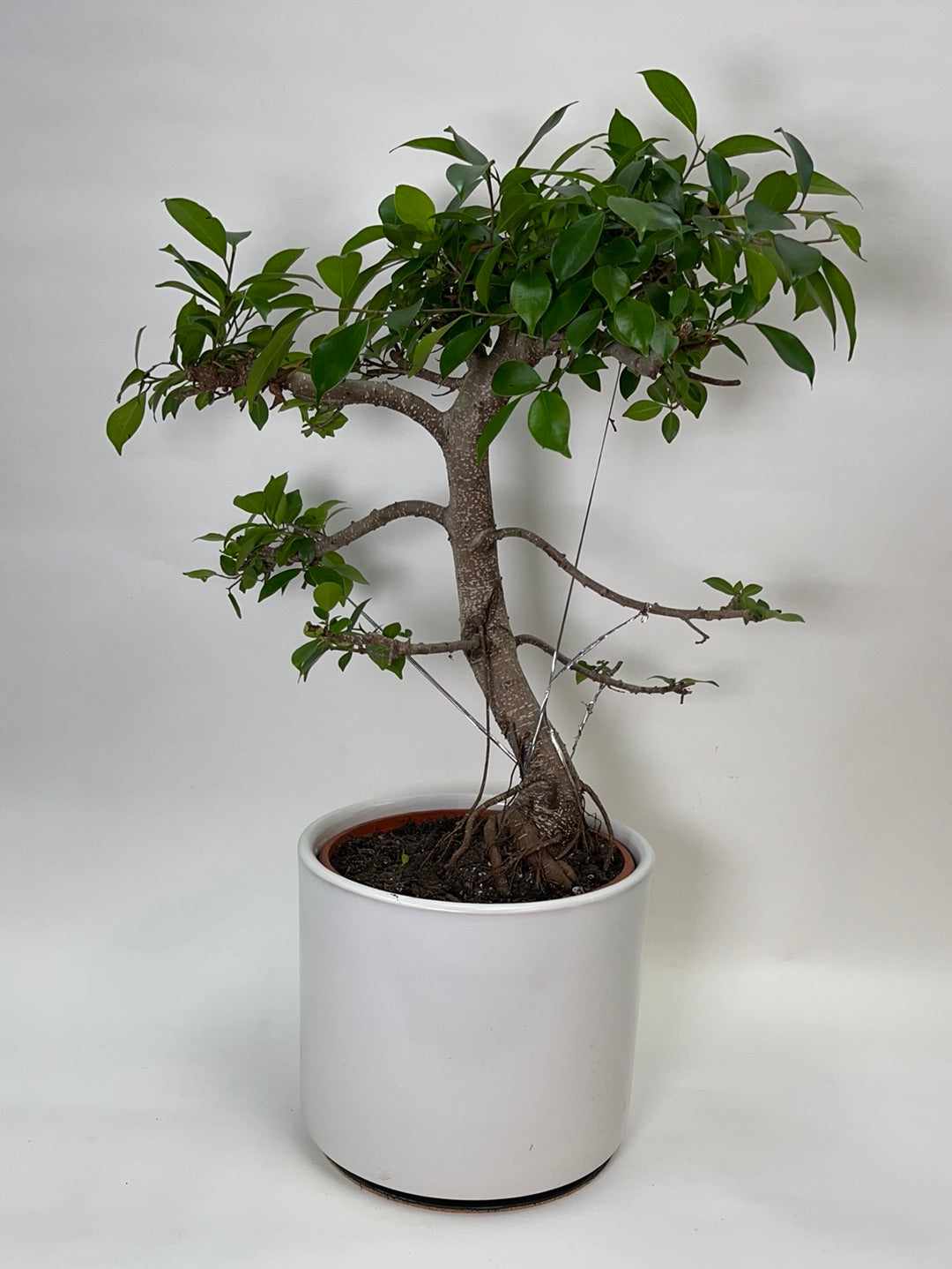 Ficus Ginseng Bonsai 10"
