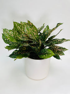 Aglaonema Pink Dalmatian 5”