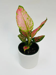 Aglaonema Hybrid 4"