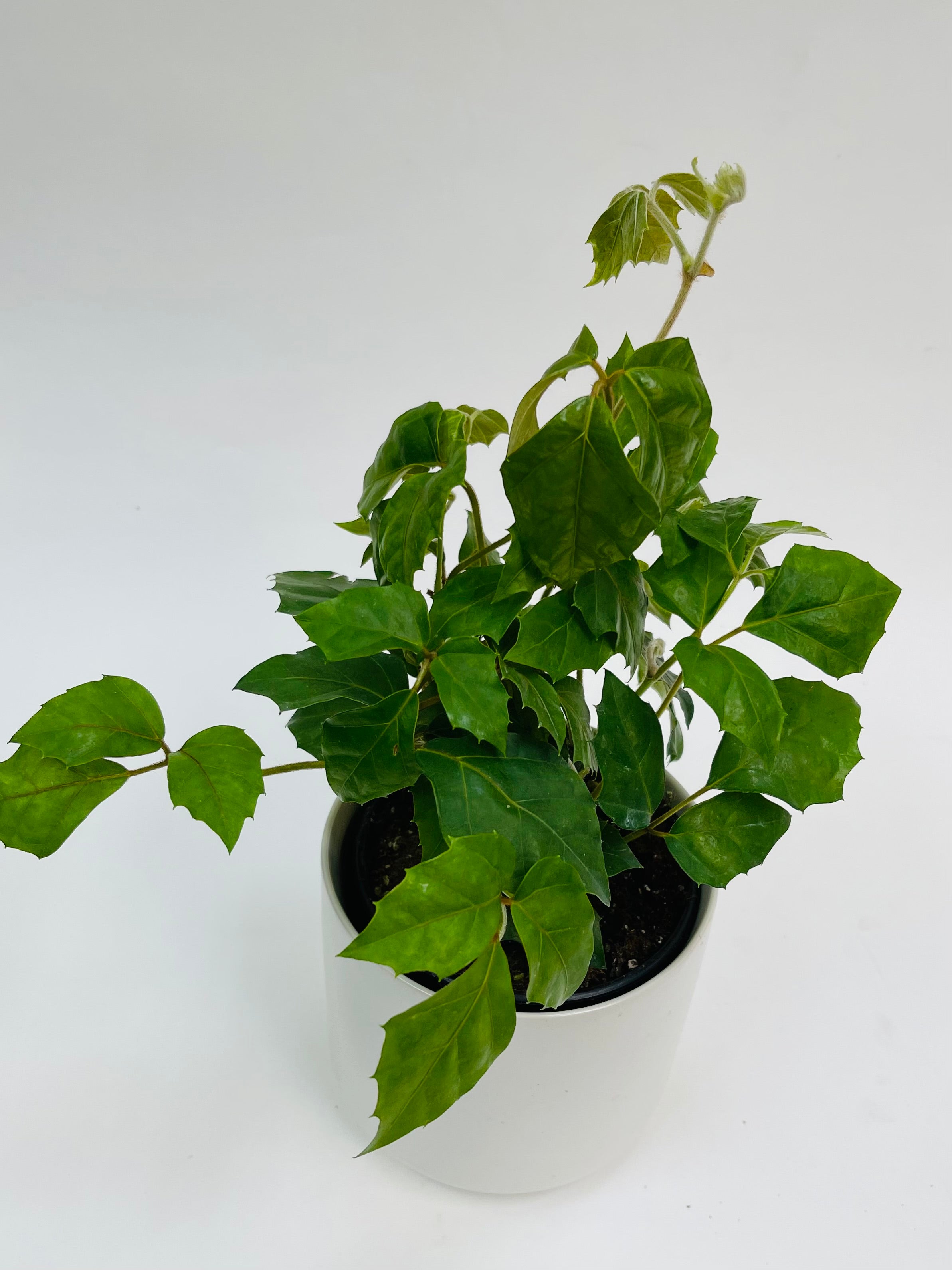 grape ivy house plant Cissus Grape Ivy 4"