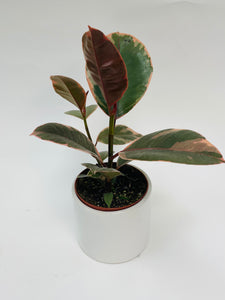 Ficus Decora Ruby 4"