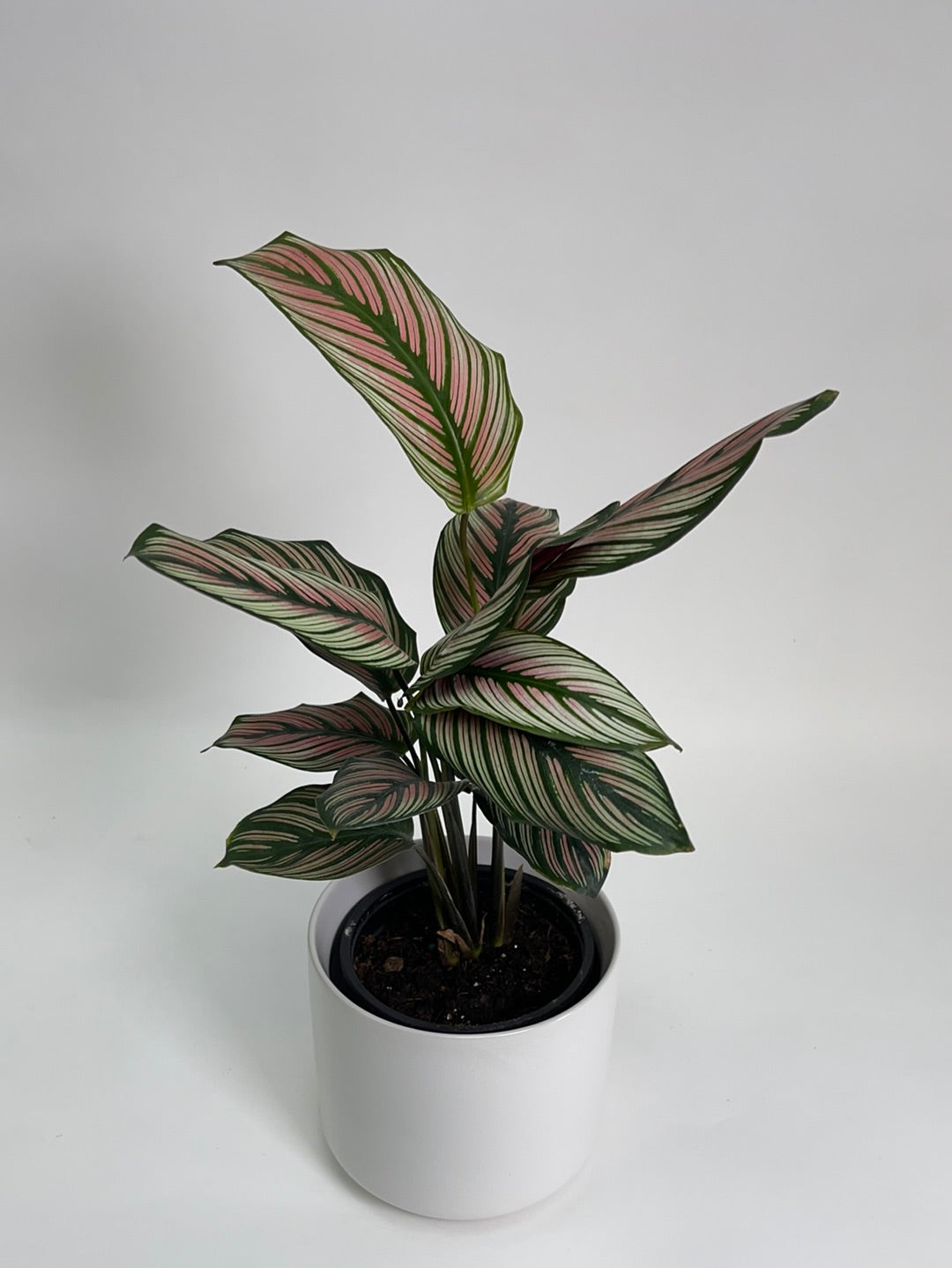 Calathea White Star 4”