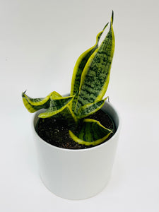 Sansevieria Twisted Sister 6"