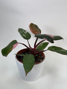 Philodendron Pink Princess 6”