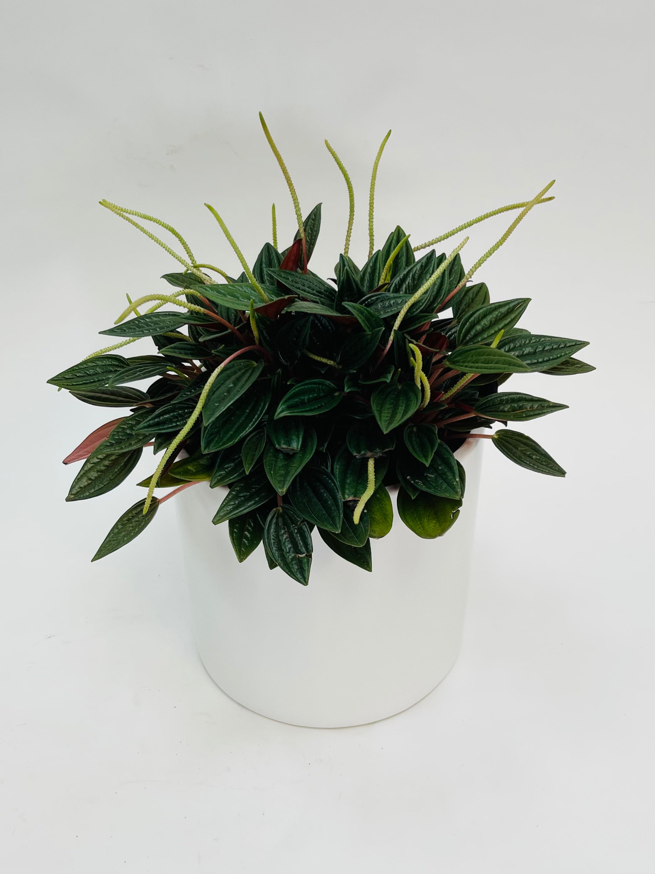 Peperomia Rosso 6"