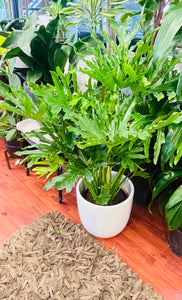 Philodendron Hope 10"