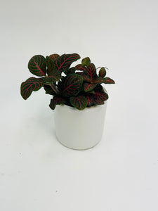 Fittonia Red 2”