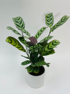 Ctenanthe Burle Marx 4”