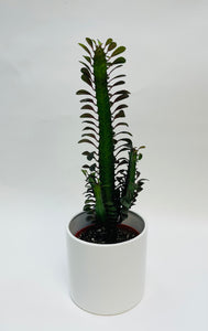 Euphorbia Trigona Rubra 6”