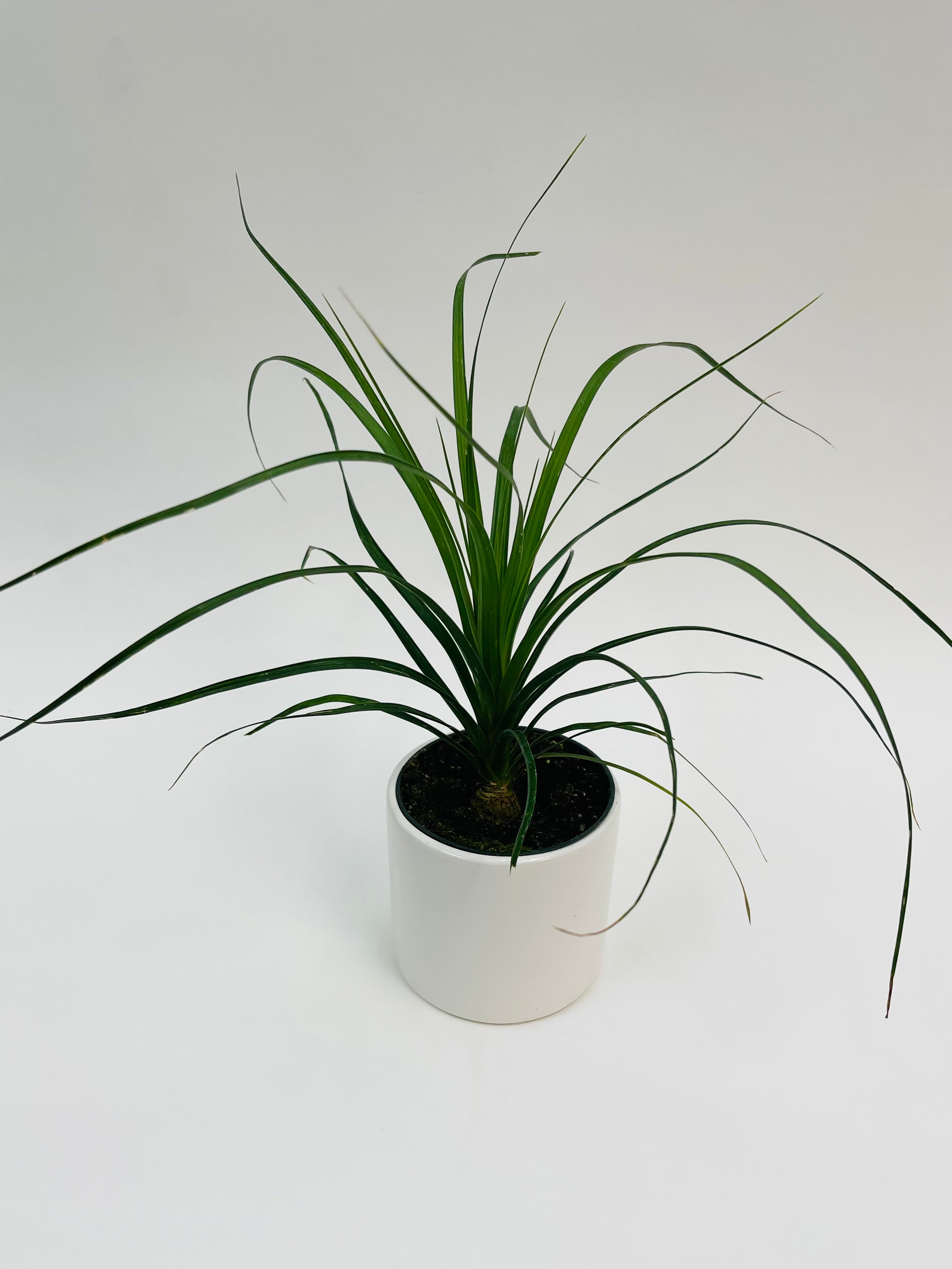 ponytail palm stump Ponytail Palm Stump 4"